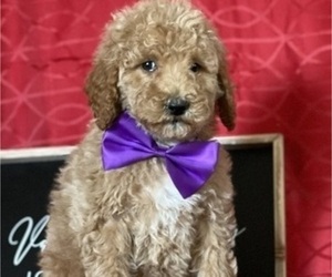 Goldendoodle Puppy for sale in LANCASTER, PA, USA