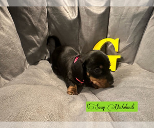 Dachshund Puppy for sale in BENNINGTON, OK, USA