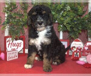 Miniature Bernedoodle-Poodle (Miniature) Mix Puppy for sale in HUTCHINSON, KS, USA