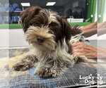 Small Shih Tzu Mix