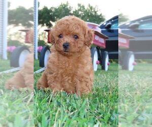 Poodle (Miniature) Puppy for Sale in MEMPHIS, Missouri USA