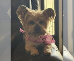 Small #5 Mutt