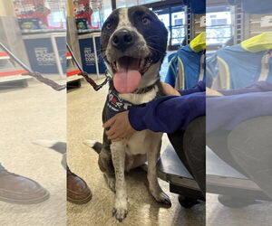 Logan HOWLett - Male American Pit Bull Terrier-Saint Bernard Mix Dog for Adoption - Photo #5