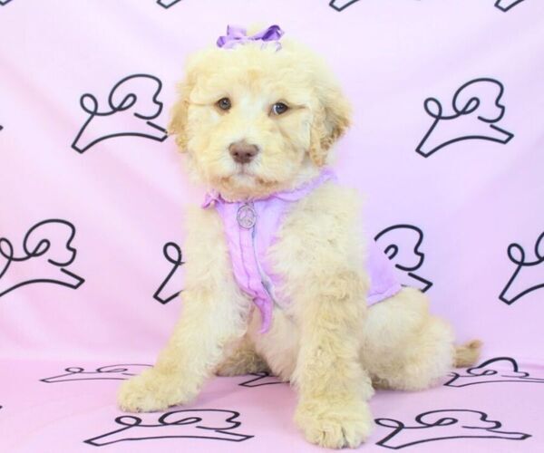 Medium Photo #4 Goldendoodle Puppy For Sale in LAS VEGAS, NV, USA