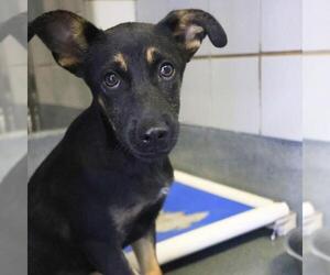 German Shepherd Dog-Unknown Mix Dogs for adoption in San Antonio, TX, USA