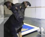 Small German Shepherd Dog Mix
