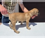 Small Photo #10 Cane Corso Puppy For Sale in RANCHO PALOS VERDES, CA, USA