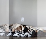 Small Photo #1 Cavalier King Charles Spaniel Puppy For Sale in INDIAN MOUND, TN, USA