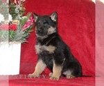 Small #1 German Shepherd Dog