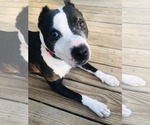 Small #10 American Staffordshire Terrier Mix