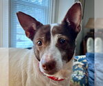 Small #5 Jack-Rat Terrier