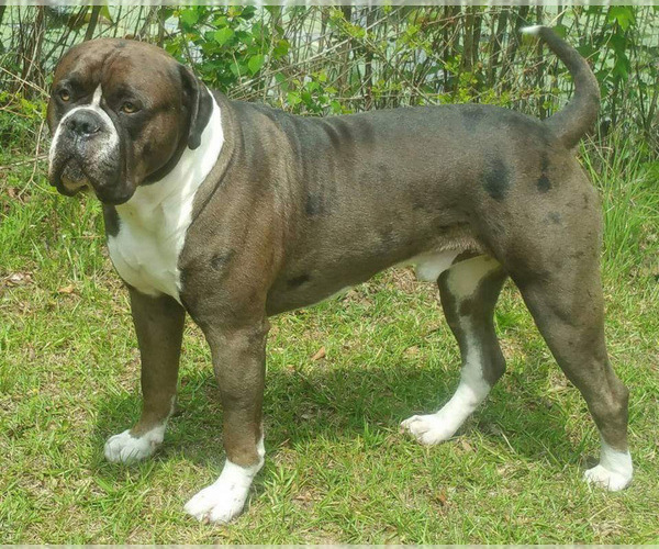 Medium Photo #1 Alapaha Blue Blood Bulldog Puppy For Sale in HARDIN, MT, USA
