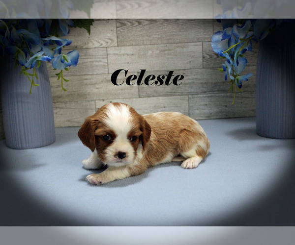 Medium Photo #3 Cavalier King Charles Spaniel Puppy For Sale in CHANUTE, KS, USA