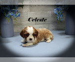 Small #2 Cavalier King Charles Spaniel
