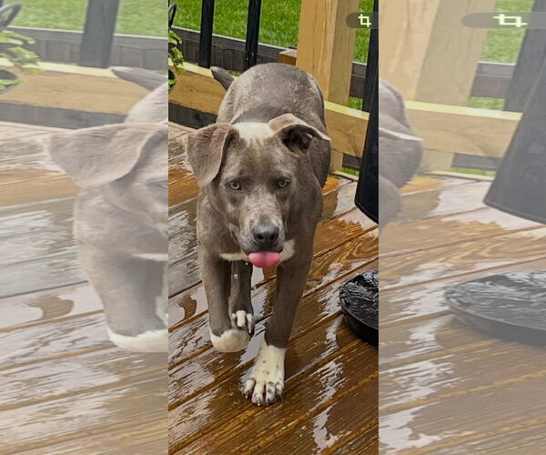 Medium Photo #2 American Pit Bull Terrier-Unknown Mix Puppy For Sale in Germantown, OH, USA