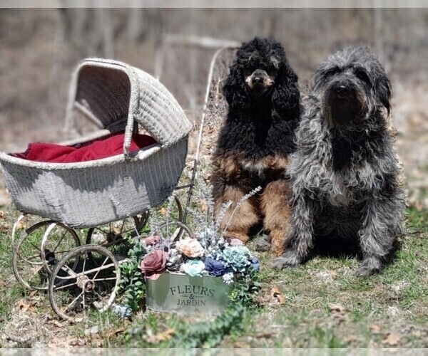 Medium Photo #7 Labradoodle Puppy For Sale in MILLVILLE, MN, USA