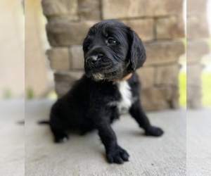 Labradoodle Puppy for sale in WASHBURN, MO, USA