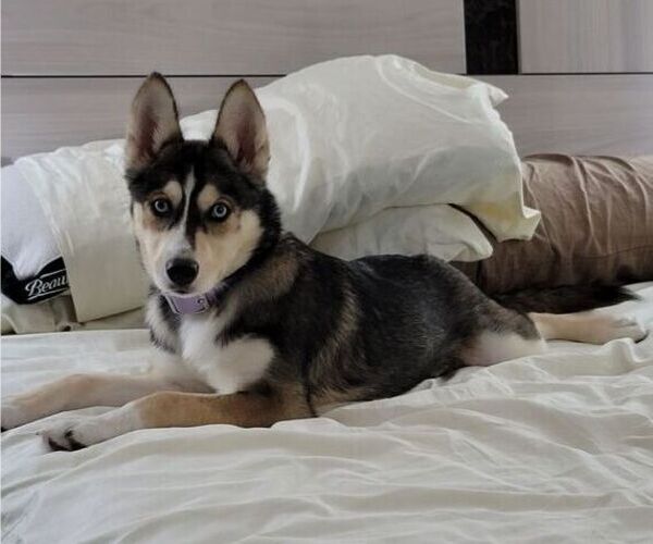 Medium Photo #1 Pomsky Puppy For Sale in KENNER, LA, USA