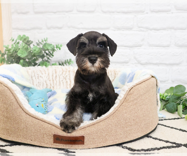 Medium Photo #6 Schnauzer (Miniature) Puppy For Sale in SYRACUSE, IN, USA