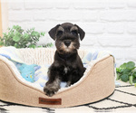 Small #5 Schnauzer (Miniature)