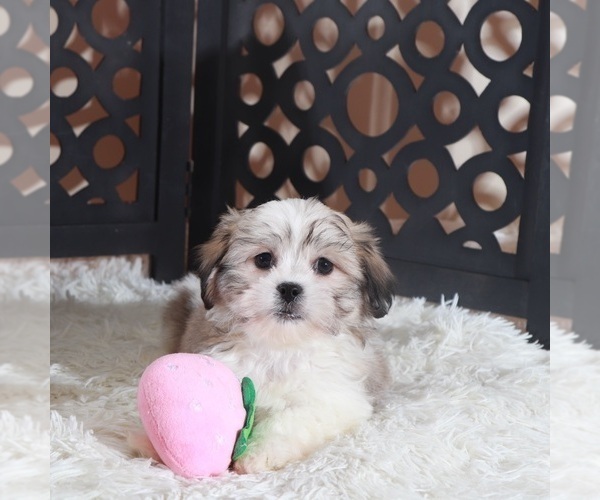 Medium Photo #1 Zuchon Puppy For Sale in MOUNT VERNON, OH, USA