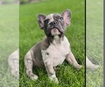 Small Photo #2 French Bulldog Puppy For Sale in ALLEGAN, MI, USA