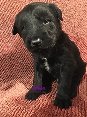 Shepadoodle Puppy for sale in MAPLE, WI, USA