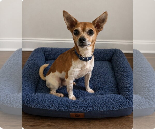 Medium Photo #1 Chihuahua Puppy For Sale in Rochester, NY, USA