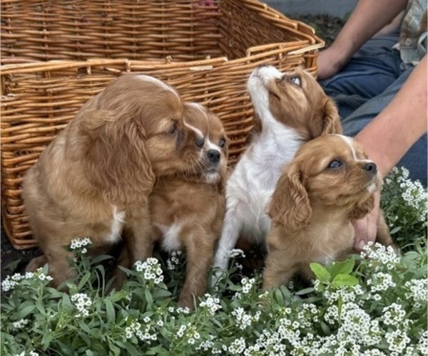 Medium Photo #7 Cavalier King Charles Spaniel Puppy For Sale in THORP, WI, USA