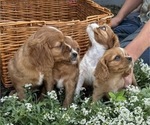 Small #6 Cavalier King Charles Spaniel