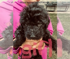 Goldendoodle Puppy for sale in WILMONT, MN, USA
