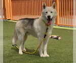 Small #1 Siberian Husky Mix