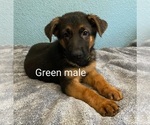 Small Photo #6 German Shepherd Dog Puppy For Sale in RIO LINDA, CA, USA