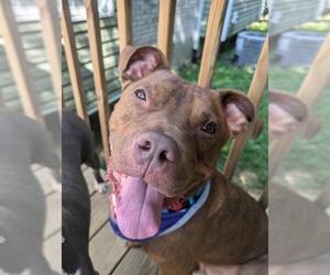 American Pit Bull Terrier-Unknown Mix Dogs for adoption in Louisville, KY, USA