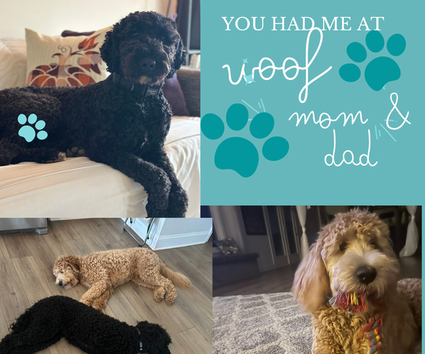 Medium Photo #1 Goldendoodle Puppy For Sale in LAWRENCEVILLE, GA, USA