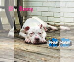 Small #1 American Pit Bull Terrier Mix