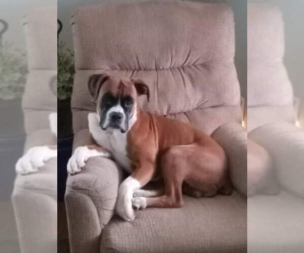 Medium Photo #1 Boxer Puppy For Sale in PELZER, SC, USA