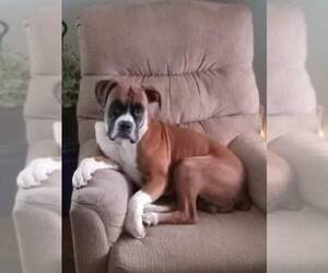 Father of the Boxer puppies born on 06/01/2025