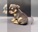 Small #7 Chihuahua