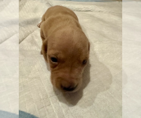 Medium Photo #2 Dachshund Puppy For Sale in MORRISVILLE, NC, USA
