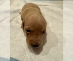 Small #1 Dachshund