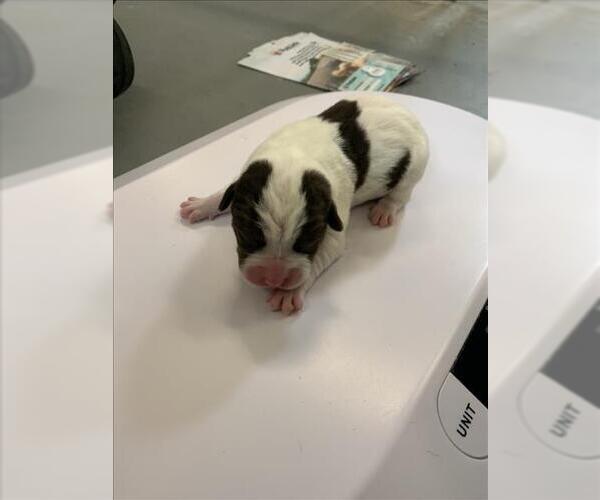 Medium Photo #1 American Pit Bull Terrier-Unknown Mix Puppy For Sale in Corpus Christi, TX, USA