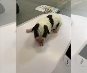 American Pit Bull Terrier-Unknown Mix Dogs for adoption in Corpus Christi, TX, USA