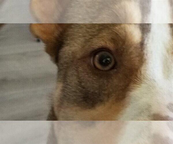 Medium Photo #20 Dutch Shepherd -Huskies  Mix Puppy For Sale in Spring, TX, USA