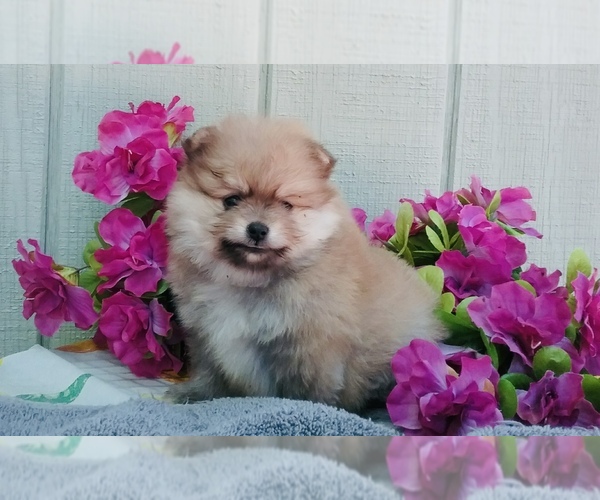 Medium Photo #4 Pomeranian Puppy For Sale in BEVERLY HILLS, CA, USA