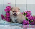 Small Photo #4 Pomeranian Puppy For Sale in BEVERLY HILLS, CA, USA