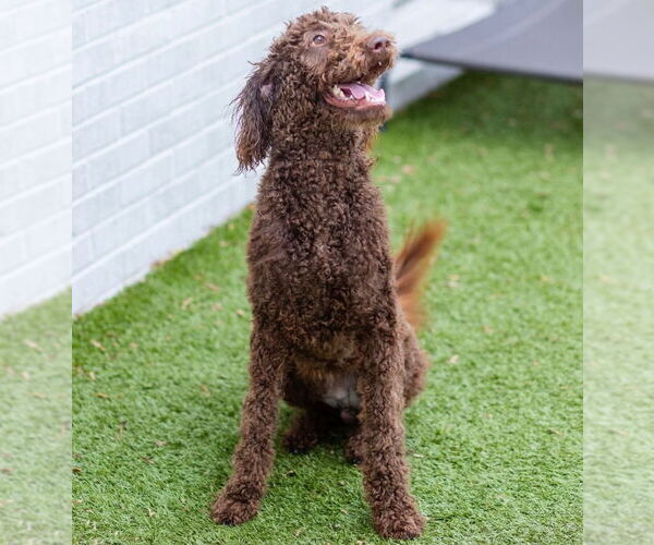 Medium Photo #3 Mutt Puppy For Sale in Canton, CT, USA