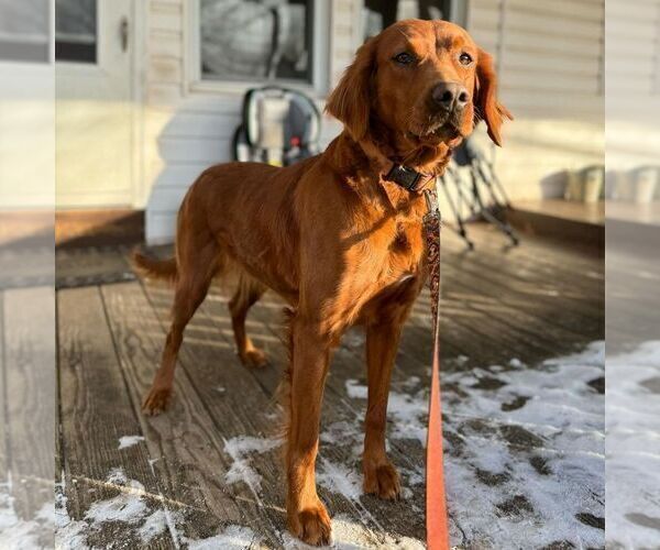 Medium Photo #1 Irish Doodle (Miniature) Puppy For Sale in NEW HOLLAND, PA, USA