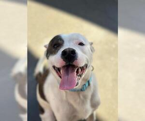 American Pit Bull Terrier Dogs for adoption in Santa Maria, CA, USA