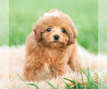Small #1 Poodle (Toy)